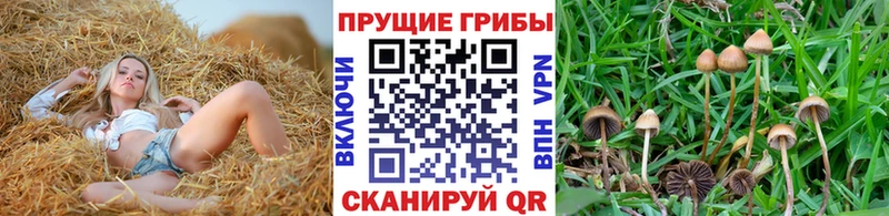 как найти наркотики  Приморск  Галлюциногенные грибы Psilocybine cubensis 